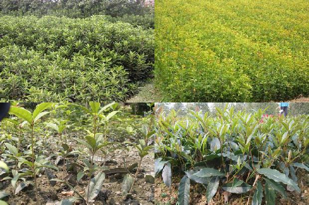 干桂花如何做糖桂花1678410243851