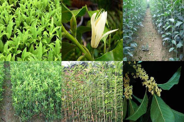 干桂花如何做糖桂花1678410243863