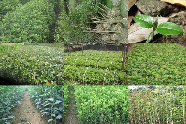 干桂花多少钱一斤批发1678411015507