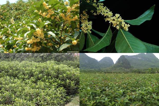 桂花的做法大全家常1678411615232