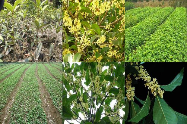 东方树叶桂花乌龙茶 杭州1689467653072