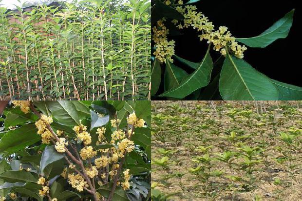 桂花树苗圃价格表最新消息1690331423280