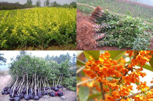 桂花茶时间长了可以喝吗1689381579649