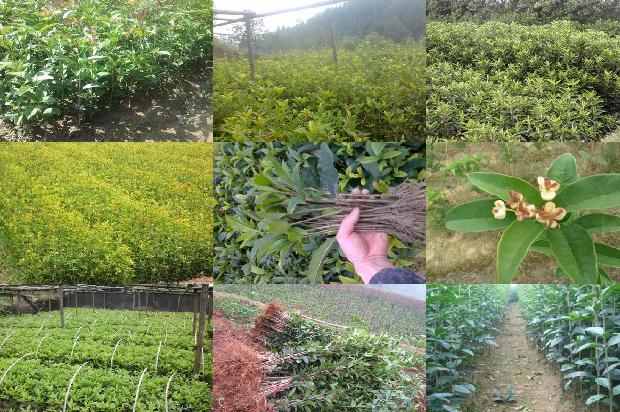 桂花红茶属于什么茶类的1689467291595