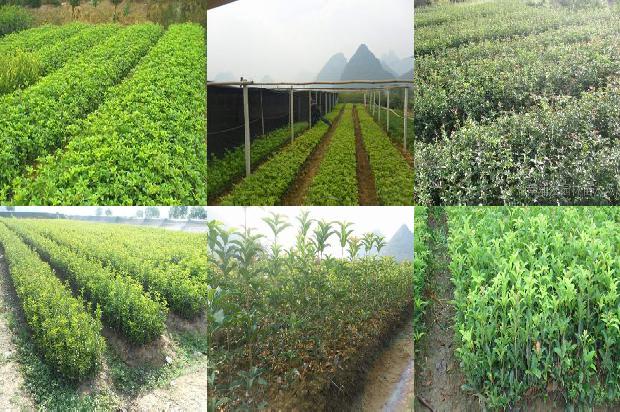乌龙桂花茶是什么茶叶1689467603411