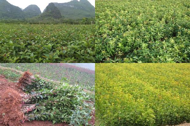 四季桂花几年苗开花1689986079896