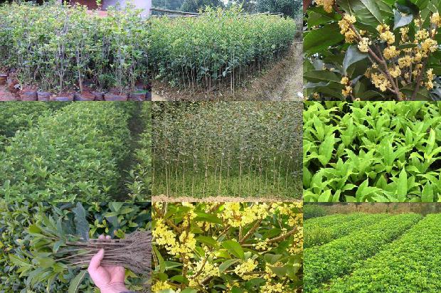 绿化桂花树的桂花做桂花酱可以吗1678494235214
