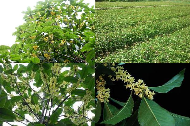 怎么用桂花泡茶1688948993342