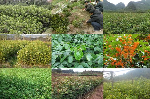 桂花香什么的桂花桂花树上长着什么1678495399959