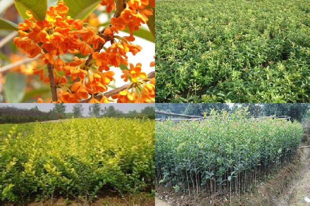 桂花分多少个品种1678495876949