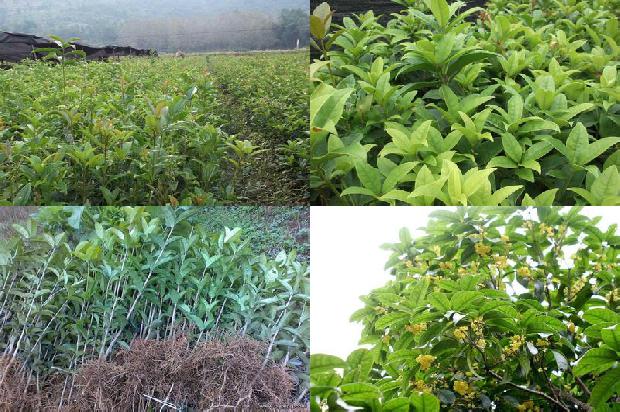 汉中桂花树最新价格走势分析1690158780022
