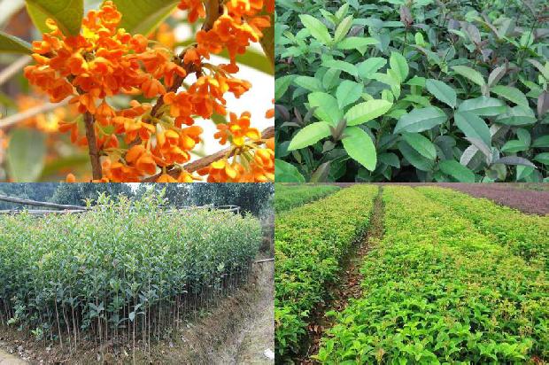 一棵5米桂花树多少钱1678496877970
