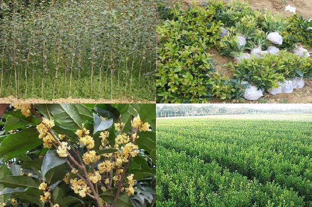 桂花树分布地区1678497349474