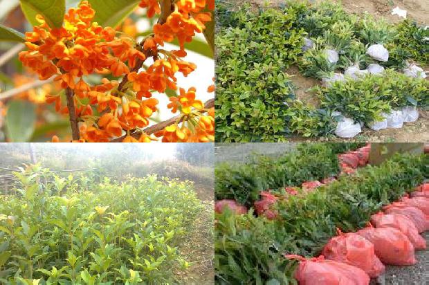 用什么树嫁接桂花树1678497561882