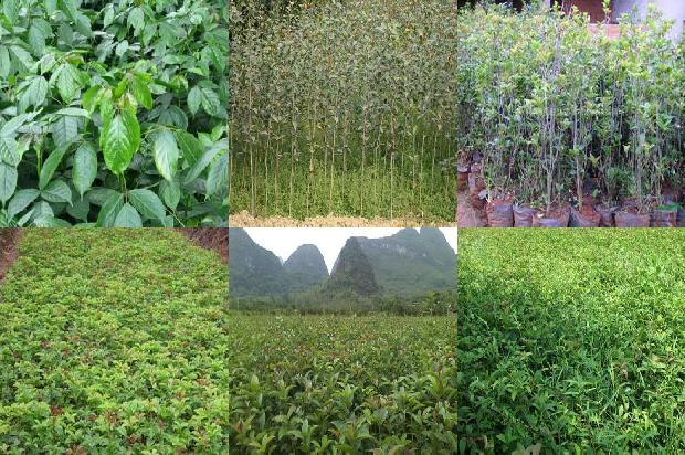 桂花泡茶有什么功效?1689381222085