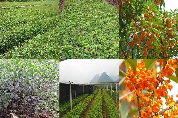 桂花树结果常见吗1678497994201
