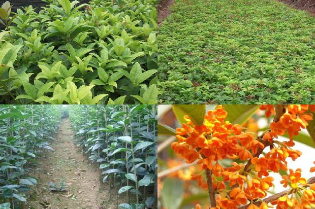 算命看花树是桂花树1678498250098