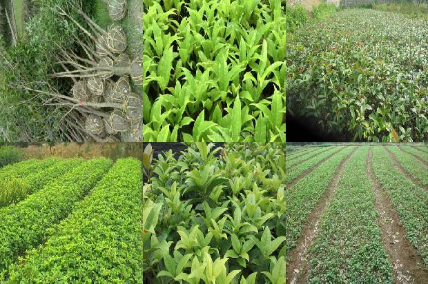 现在可以种桂花树吗1678498774536 现在可以种桂花树吗1678498774536