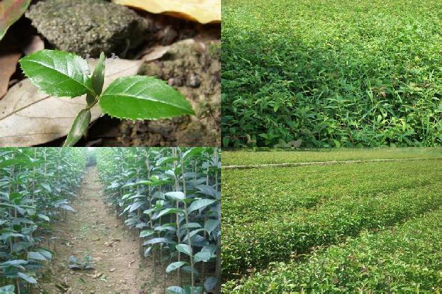 现在可以种桂花树吗1678498774542 现在可以种桂花树吗1678498774542