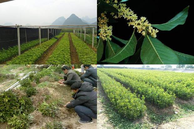 桂花树种哪里好1678499234037
