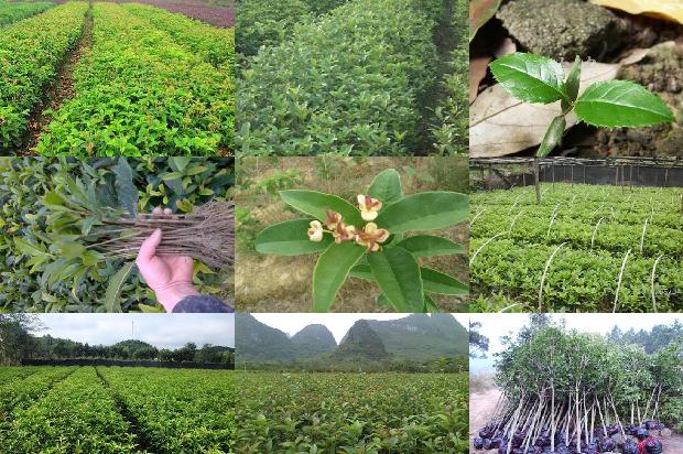 怎样介绍桂花树1678499333309