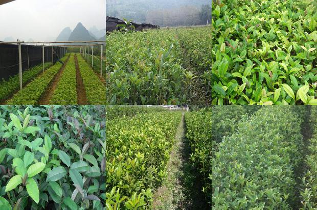 桂花的药用价值和作用是什么意思1689313485064