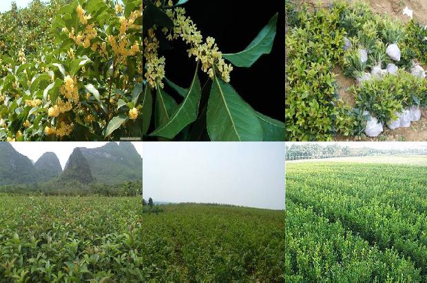 桂花的花香对人有害吗1689312964168