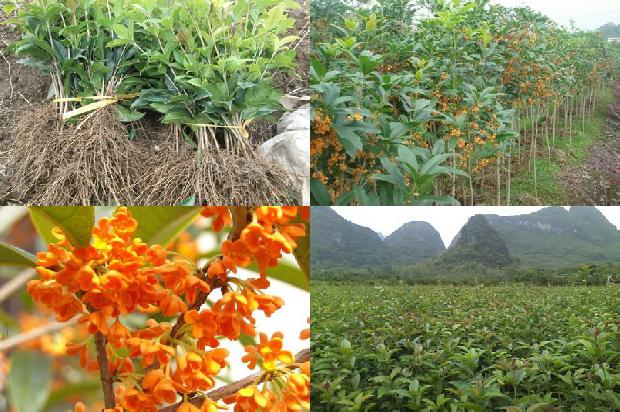 桂花白色的好还是金色的好1689576850411