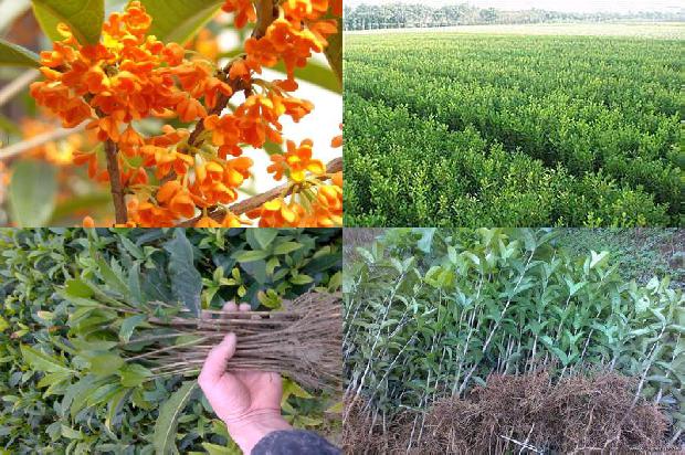 蒲公英桂花茶的功效与作用及禁忌症1689381478906