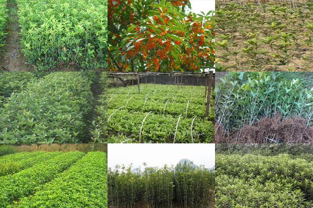 桂花树分几种品种1678688544981