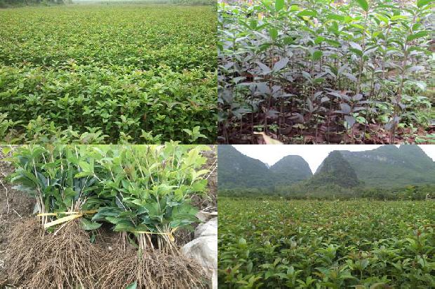 桂花树分几种品种1678688545029