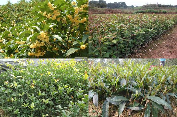 桂花树分几种品种1678688545077