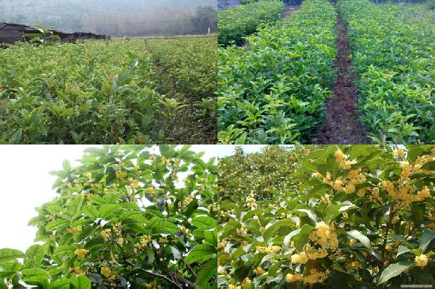 桂花树分几种品种1678688545125