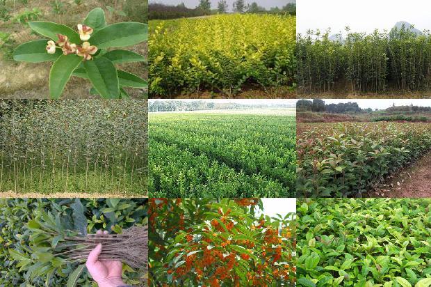 什么的桂花树开出了桂花1678691988323