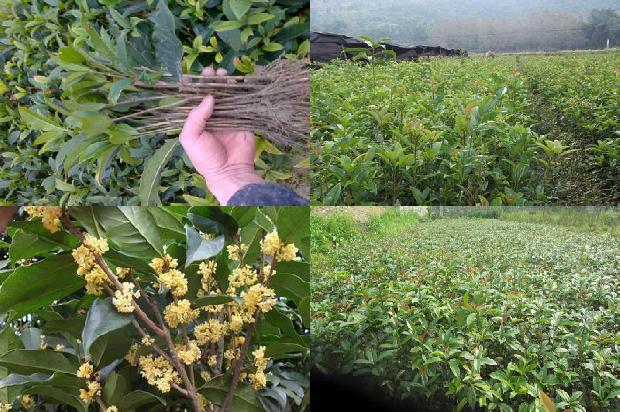 江苏桂花苗木基地1690677780097