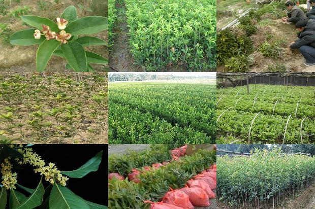桂花树几月开桂花?1678693247336