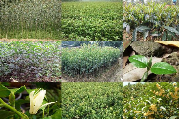 自家种的桂花可以泡茶喝吗1689576729700