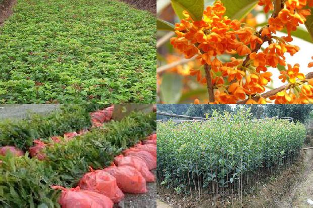 介绍桂花树资料1678695888772