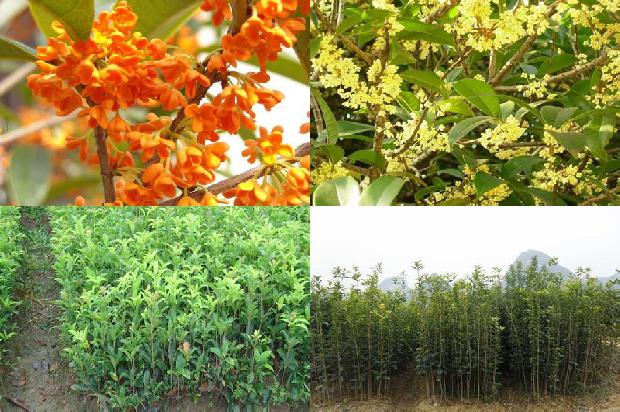 桂花苗批发价格2公分1678696924592