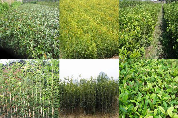 桂花桑葚能一起泡茶吗1689467264029