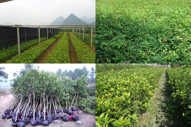 桂花和什么泡茶喝最好喝1689208221671