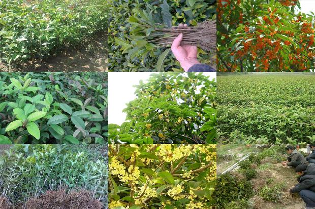 乌龙桂花茶是什么茶叶1689467603503