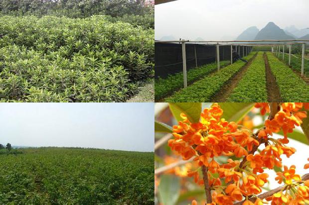 桂花树有蚂蚁怎么办1678783778508