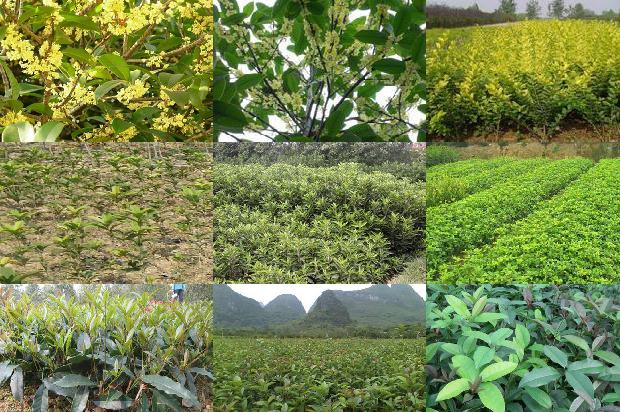 新买的桂花树怎样栽培能活1678783905756