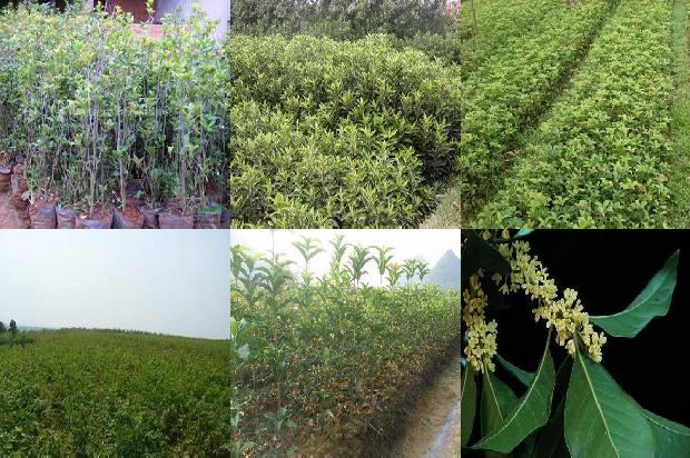 桂花树冬天结子是什么情况1678783989487