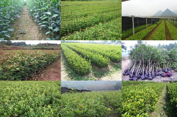 桂花泡茶用量多少1688949041765