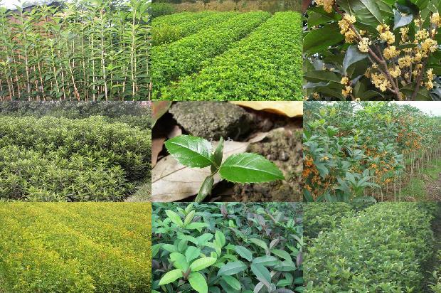 桂花茶时间长了可以喝吗1689381579555
