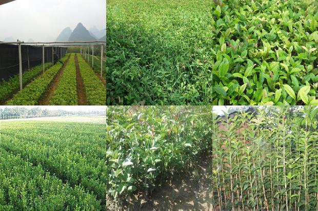 一株桂花树施多少肥合适1688433825930