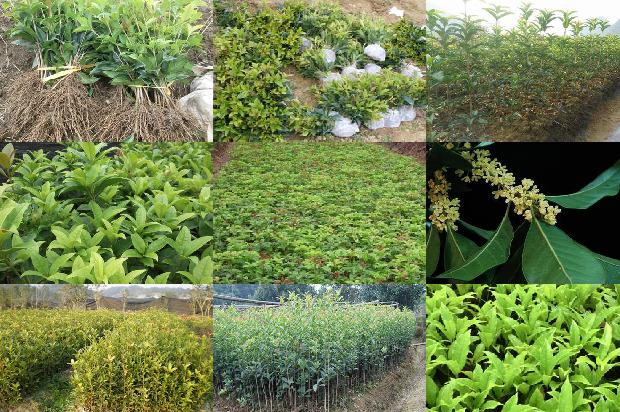 庭院种植桂花树什么品种较好1678841798963