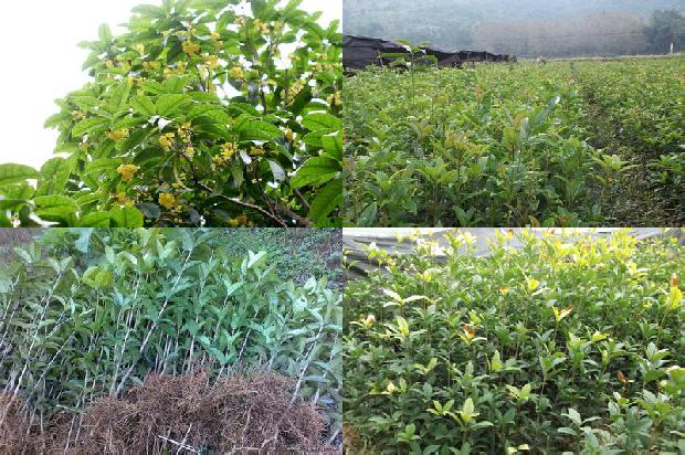 庭院种植桂花树什么品种较好1678841799011
